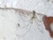 Cellar Spider - Daddy Long Legs - Pholcus phalangioides