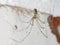 Cellar Spider - Daddy Long Legs - Pholcus phalangioides