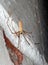 Cellar Spider - Daddy Long Legs - Pholcus phalangioides