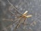 Cellar Spider - Daddy Long Legs - Pholcus phalangioides - mating pair