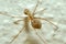 Cellar spider with eggs