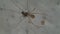 Cellar spider female eating