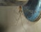 Cellar spider in the laundry room. Closeup spider on its web. Insects, insect