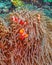 cellaris clownfish,Amphiprion ocellaris,a