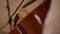 Cello musical instrument and bow closeup. Person hand play in orchestra. Skillful musician artist