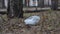 Cellophane bag on ground in forest. Concept of environmental pollution.