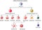 Cells of the innate and adaptive immune system, Hematopoiesis.