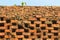 Cellular brick wall with small plant texture. Ancient cellular b