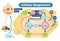 Cellular respiration medical vector illustration diagram, respiration process scheme.