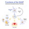 Cellular senescence. Functions of the SASP