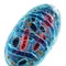 Cellular wonder : mitochondria, the dynamic organelles shaping energy production and vital cell functions within the