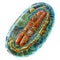 Cellular wonder : mitochondria, the dynamic organelles shaping energy production and vital cell functions within the