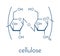 Cellulose, chemical structure. Main component of cotton fiber, wood, paper, etc. Skeletal formula.