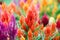 Celosia annual ornamental plants background