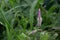 celosia argentea or boroco plant