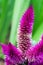 Celosia argentea flowerbed