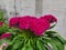 Celosia argentea is a herbaceous plant with flowers in a bouquet at the tip of a cylindrical shape