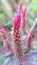 Celosia argentea plant macro view