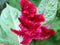 Celosia argentea. Plumed cockscomb or silver cock`s comb. Bright Red flower. Blurred green background.