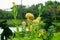Celosia argentea yellow flower,Common Cockscomb,public park Bang