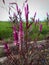 Celosia argentie is purple, charmingly beautiful growing wild on the edge of the rice fields