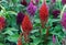 Celosia with a bright color and shape of inflorescences, similar to the flame. Celosia is a garden ornamental plant