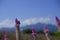 Celosia caracas â€“ the cockscomb flower in nature against blue sky background