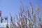 Celosia caracas â€“ the cockscomb flower in nature against blue sky background.