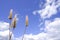 Celosia caracas â€“ the cockscomb flower in nature against blue sky background.