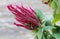 Celosia cristata  Pink ,velvet flower in a garden