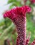 Celosia cristata  Pink ,velvet flower in a garden