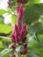 Celosia cristata  Pink ,velvet flower in a garden