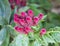 Celosia cristata  Pink ,velvet flower in a garden