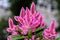 Celosia Flamingo Feathers pink flowers, shrub with green leafs,