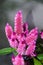 Celosia Flamingo Feathers pink flowers, shrub with green leafs,