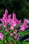 Celosia Flamingo Feathers pink flowers, shrub with green leafs,