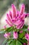 Celosia Flamingo Feathers pink flowers, shrub with green leafs,