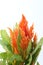 Celosia flower