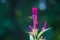 Celosia flower blooming in full in a nice soft natures background
