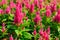 Celosia flower garden