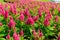 Celosia flower garden