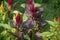 Celosia flowers