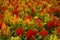 Celosia Flowers Orange Red