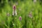 Celosia Pink Flamingo Feather Flowers