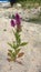 Celosia plant silver from Guadeloupe