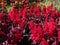 Celosia plumosa \\\'Century Fire\\\' flowering in rich velvety, scarlet and red shades