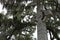 Celtic Christian Stone Cross With Spanish Moss Trees in Cemetery