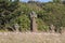 Celtic crosses, Saint Brides Churchyard, Pembrokeshire coast.