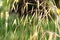 Celtica Gigantea or giant feather grass or golden oats in Zurich in Switzerland