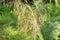 Celtica Gigantea or giant feather grass or golden oats in Zurich in Switzerland